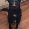 Danny sucht ein neues Zuhause