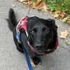 Danny sucht ein neues Zuhause