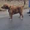🐾 Charly sucht sein Für-Immer-Zuhause