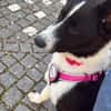 Sissi Treue Seele sucht sicheren Hafen