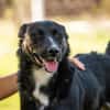 DUSTER  Ein ganz besonderer Hund, der sein Zuhause sucht