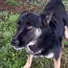 DUSTER  Ein ganz besonderer Hund, der sein Zuhause sucht