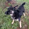 DUSTER  Ein ganz besonderer Hund, der sein Zuhause sucht