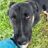 DUSTER  Ein ganz besonderer Hund, der sein Zuhause sucht