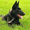 Ares - ein wunderschöner und herzlicher Schäferhund