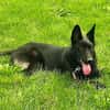 Ares - ein wunderschöner und herzlicher Schäferhund