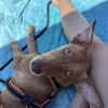 Besondere Vicky sucht ihre Menschen