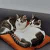 Ellie und Libby im Rheingau(ALM)