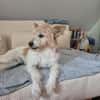 Wuschelmaus Buffy