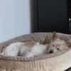Wuschelmaus Buffy