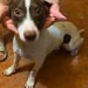 Monty, aufgeweckter Rüde sucht Familie