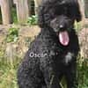 OSCAR