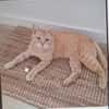 Mimoso Dankbarer Kater sucht ruhiges Zuhause