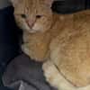 Mimoso Dankbarer Kater sucht ruhiges Zuhause