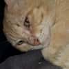 Mimoso Dankbarer Kater sucht ruhiges Zuhause