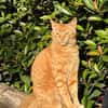 Rio sucht als Einzelkatze