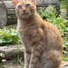 Rio sucht als Einzelkatze