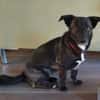 AMY SUCHT EIN NEUES ZUHAUSE!