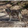 Juuns - wartet in 53557 Bad Hönningen