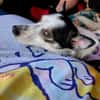 Süße Cleo 🌺sucht Kuschelflat im neuen Zuhause