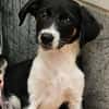 Freya sucht ein ganz liebevolles Zuhause für Immer
