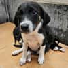 Freya sucht ein ganz liebevolles Zuhause für Immer