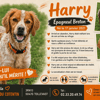 HARRY