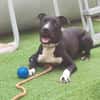 THOR (Hogar de paz)