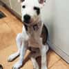 SASHA (HOGAR DE PAZ)