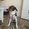 LOLA (101 huellas)