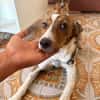 LOLA (101 huellas)