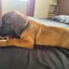 Banjo,bien dans ses papattes