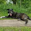 Ophelia sucht ihr Zuhause