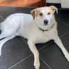 Familienhund Semmerl wartet auf dich!