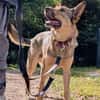 Bailey sucht seine Für-Immer-Familie