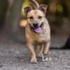 LEO