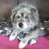 Buddy hat sein Zuhause verloren