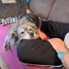 Buddy hat sein Zuhause verloren