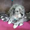 Buddy hat sein Zuhause verloren