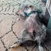 Buddy hat sein Zuhause verloren