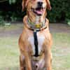Hachiko, treuer Begleiter, ca. 8 Jahre