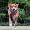 Hachiko, treuer Begleiter, ca. 8 Jahre