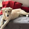 Shiro sucht seine Familie