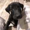 Charlie kleiner Kerl sucht sein Traumzuhause