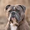 Bruno will endlich ankommen!