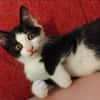FIGARO