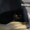 Noiroux