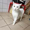 SLOOKHY