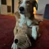 Sammy - loyaler & sensibler Rüde sucht dringend Zuhause