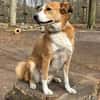 Sammy - loyaler & sensibler Rüde sucht dringend Zuhause
